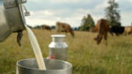 Milk Booster for Cattle: Increase Milk Yield Naturally & Improve Dairy Performance