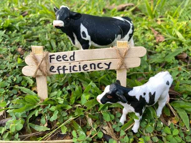 calf growth supplement